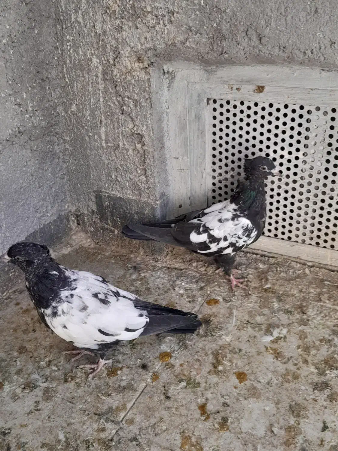 همه ارتیس بلوار جمهوری|پرنده|نیشابور, ناسیونال|دیوار