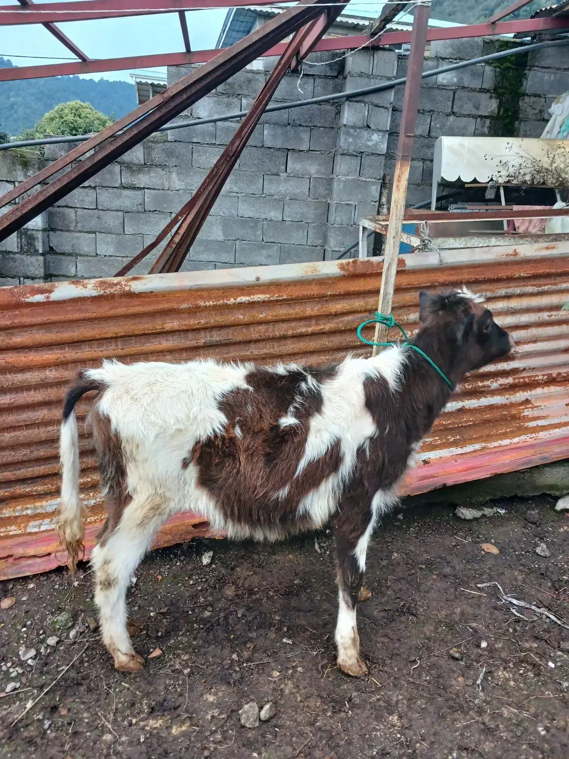 فروش دو راس گوساله ماده دورگ|حیوانات مزرعه|حویق, |دیوار