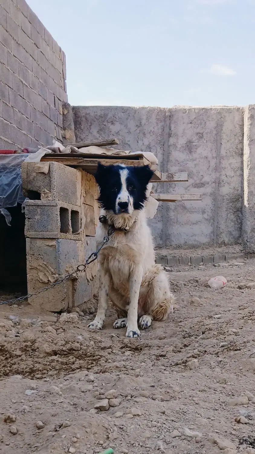 واگذاری سگ|سگ|برخوار, |دیوار