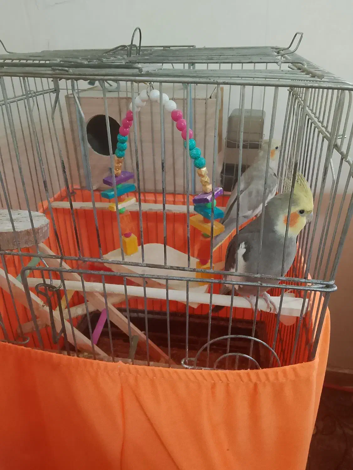 عروس هلندی|پرنده|بهارستان, |دیوار