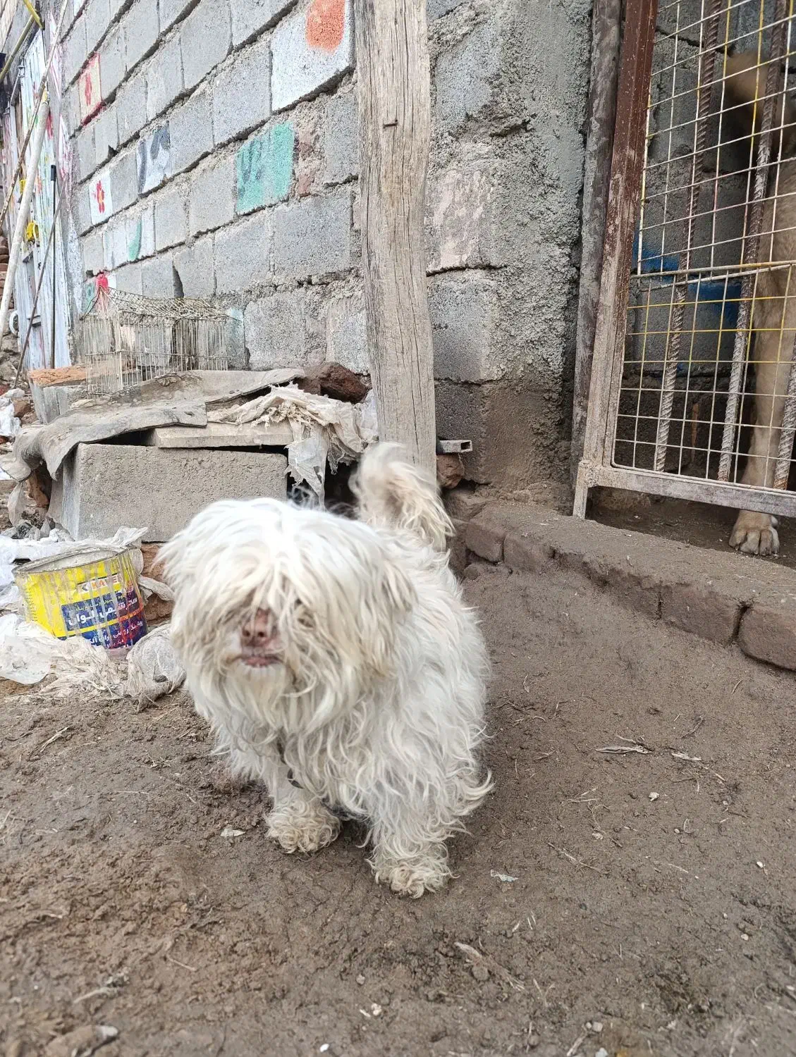 پاکوتاه|سگ|مراغه, |دیوار