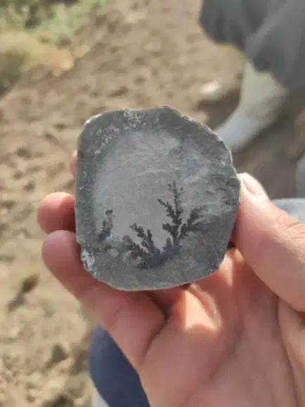 شجر|کلکسیون اشیاء عتیقه|سنندج, |دیوار