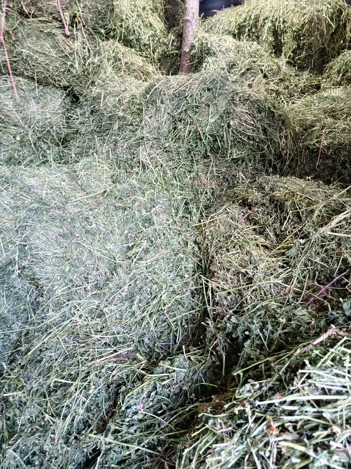 یونجه کردستان در لاهیجان|اسب و تجهیزات اسب‌سواری|رودبنه, |دیوار