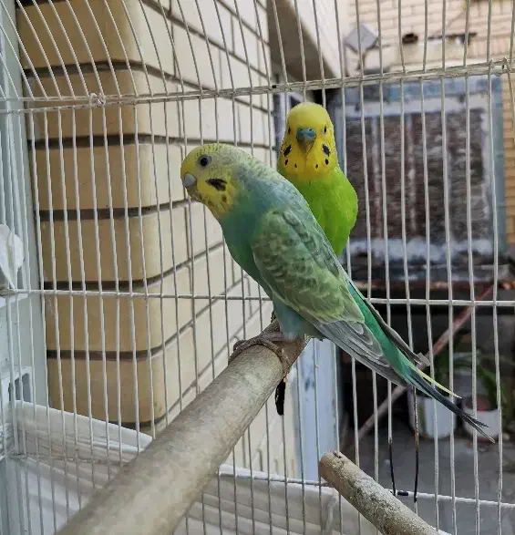 مرغ عشق رینبو انگلیسی با جوجه و تخم و رام|پرنده|شیراز, محراب|دیوار