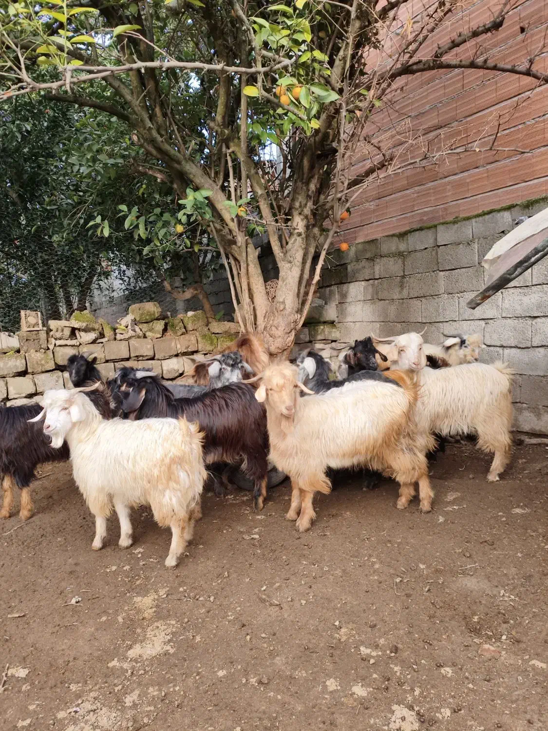 بره بزغاله گوسفند بز12عدد|حیوانات مزرعه|قائم‌شهر, |دیوار
