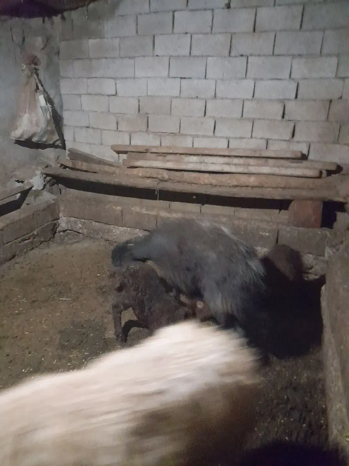 جفتی ۵۵ ملیون|حیوانات مزرعه|سرعین, |دیوار