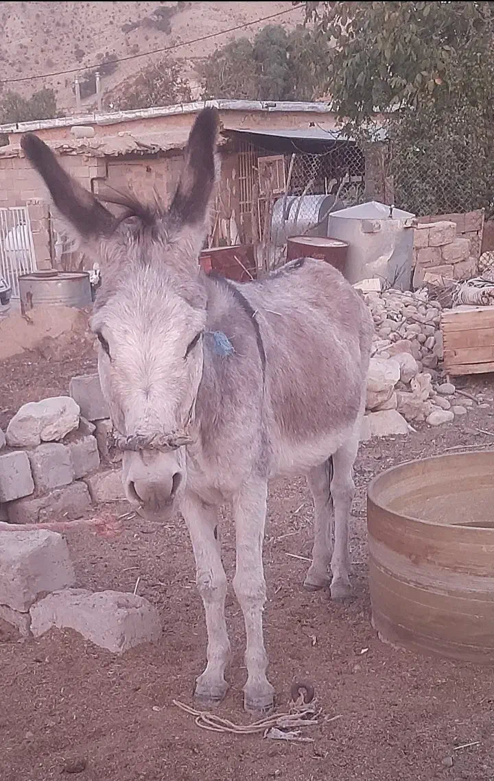 فروش خر بخته|حیوانات مزرعه|شیراز, دوکوهک|دیوار