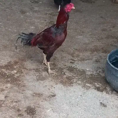 خروس لاری|حیوانات مزرعه|سجاس رود, |دیوار