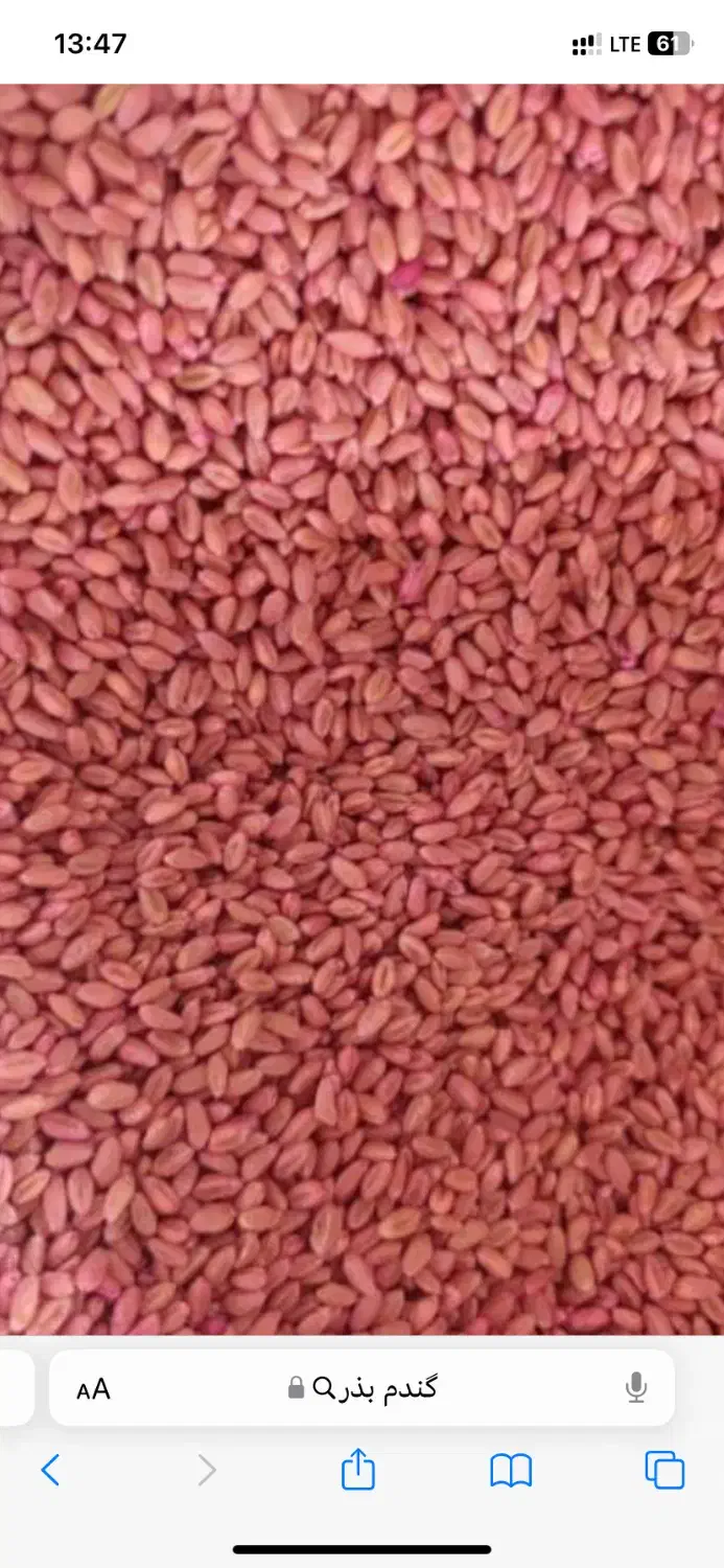 گندم بذر درجه یک|خدمات باغبانی و درختکاری|معصومیه, |دیوار