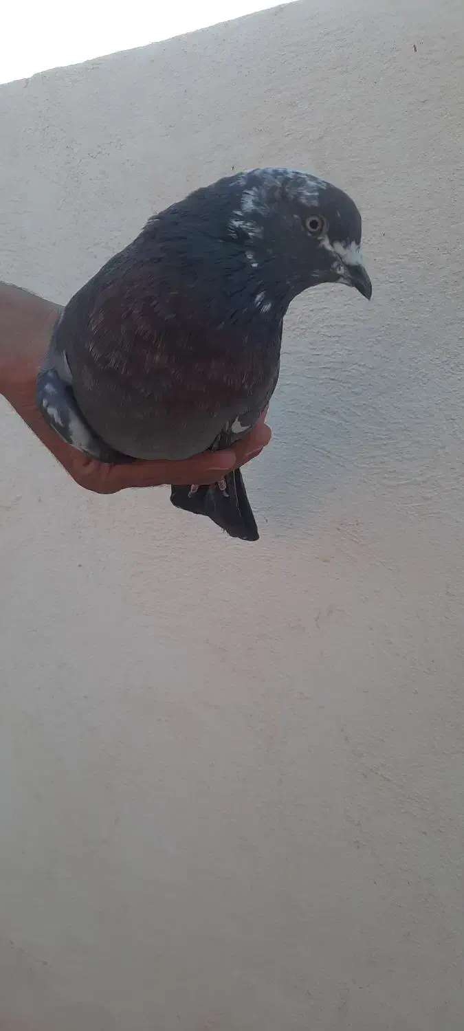 کبوتر|پرنده|چابهار, |دیوار