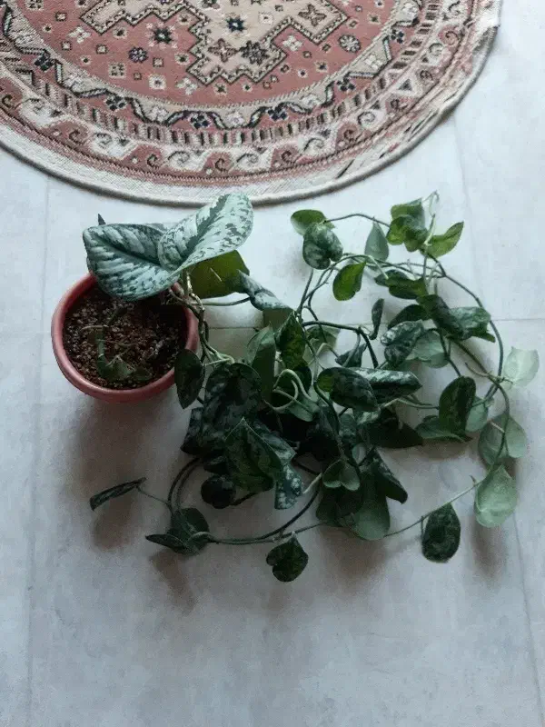 پتوس ببری|گل و گیاه طبیعی|کتالم و سادات شهر, |دیوار