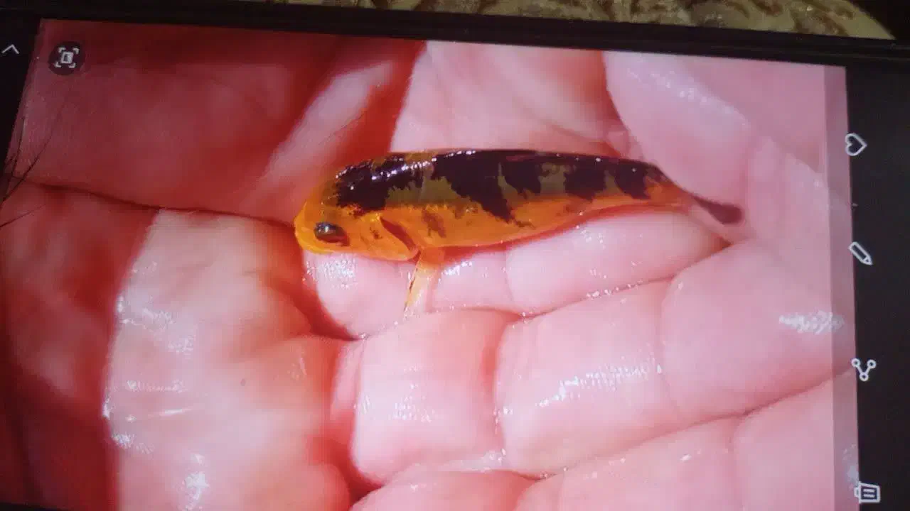 ماهی کوی|ماهی|مشهد, مهدی آباد|دیوار