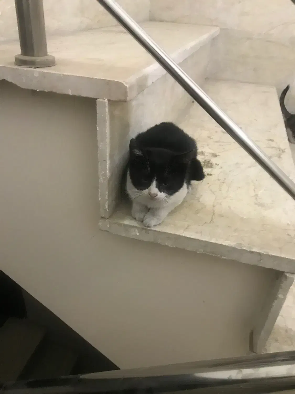 واگذاری گربه مادر باردار و ۴ بچه گربه رایگان کرج|گربه|کرج, گلستان|دیوار