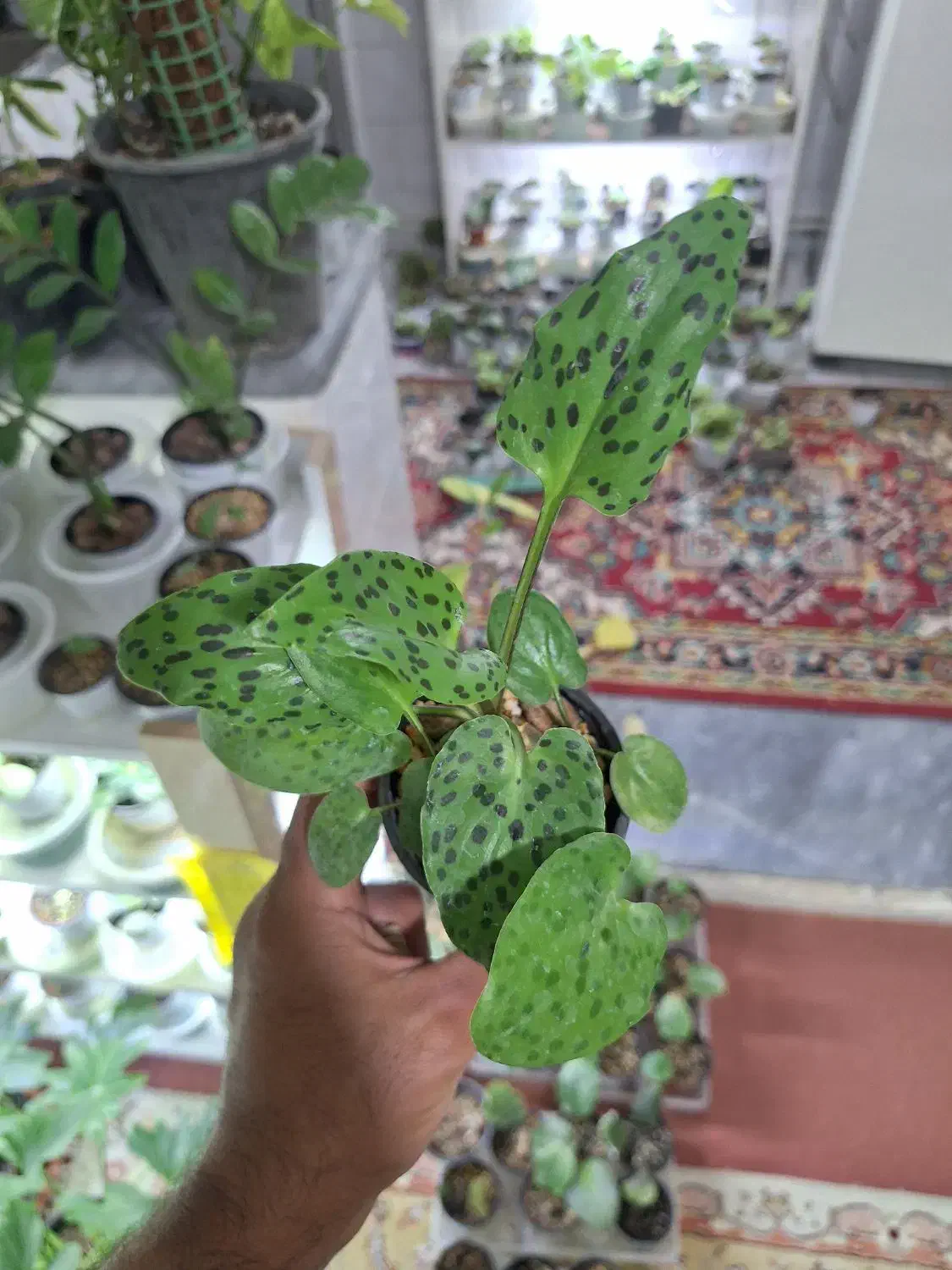 گل گلکسیونی خاص|گل و گیاه طبیعی|تبریز, |دیوار