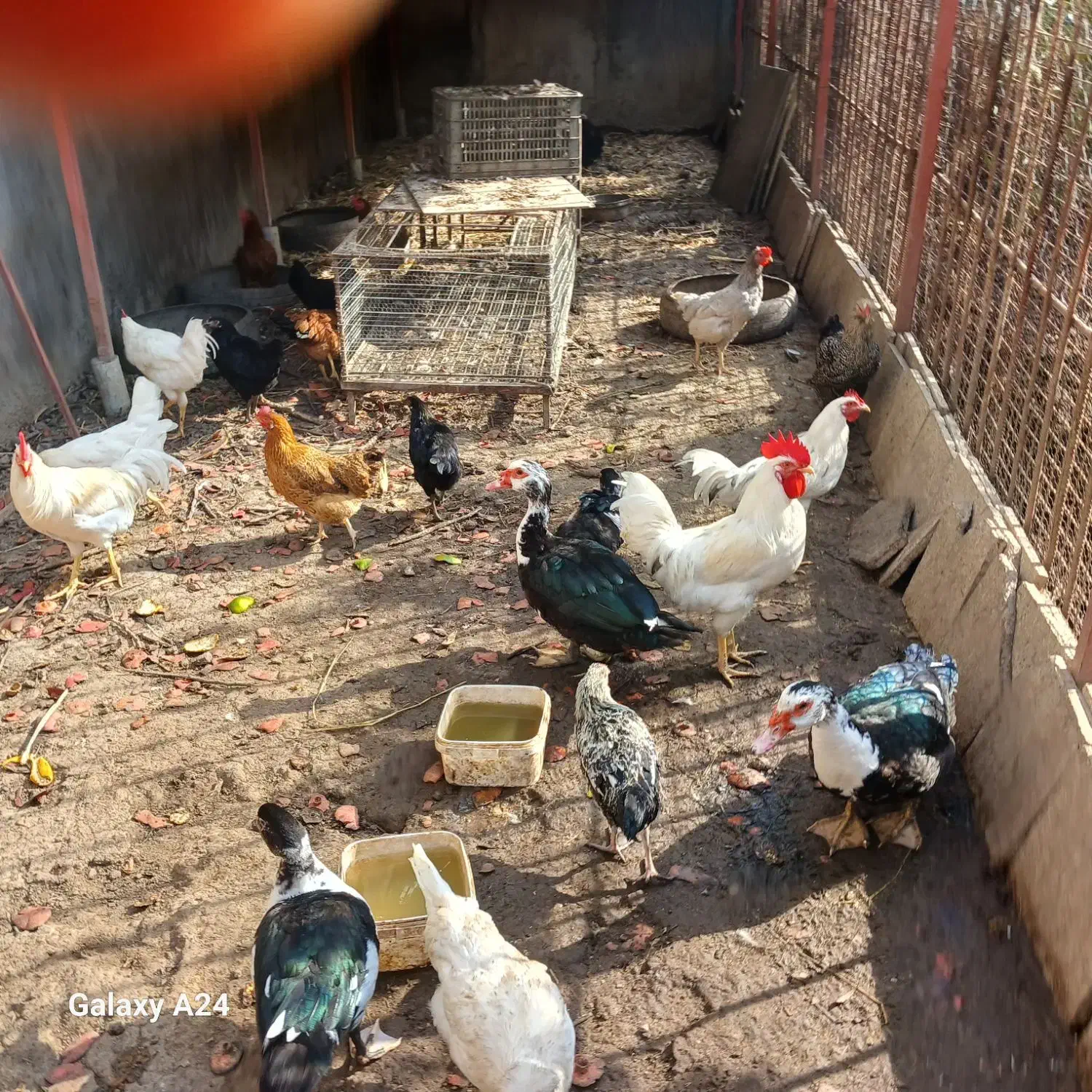 مرغ و خروس فروشی|حیوانات مزرعه|سنگدوین, |دیوار