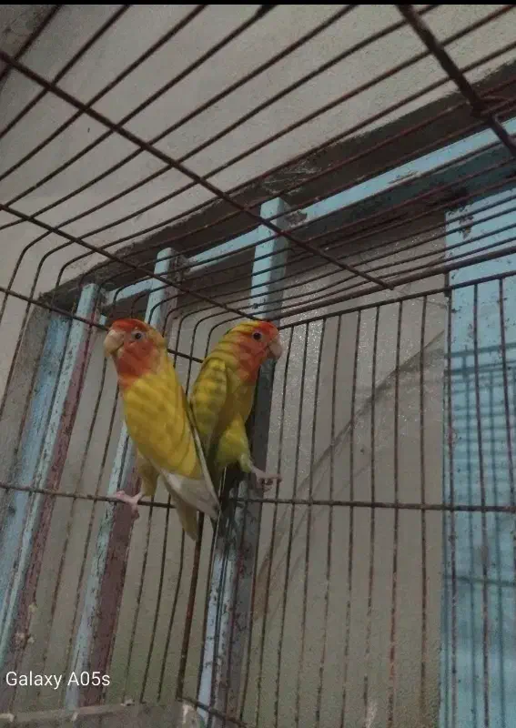 کوتوله برزیلی|پرنده|گنبد کاووس, |دیوار