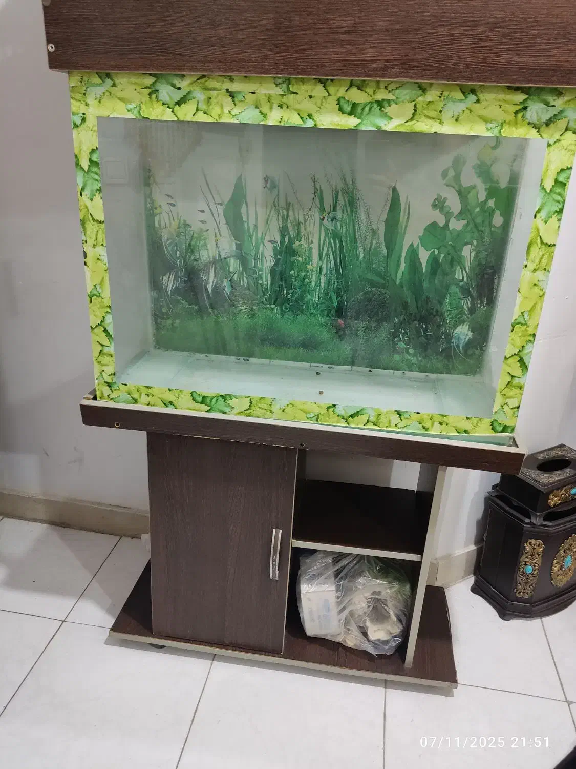 آکواریوم|ماهی|فردیس, شهرک شهید حسینی|دیوار