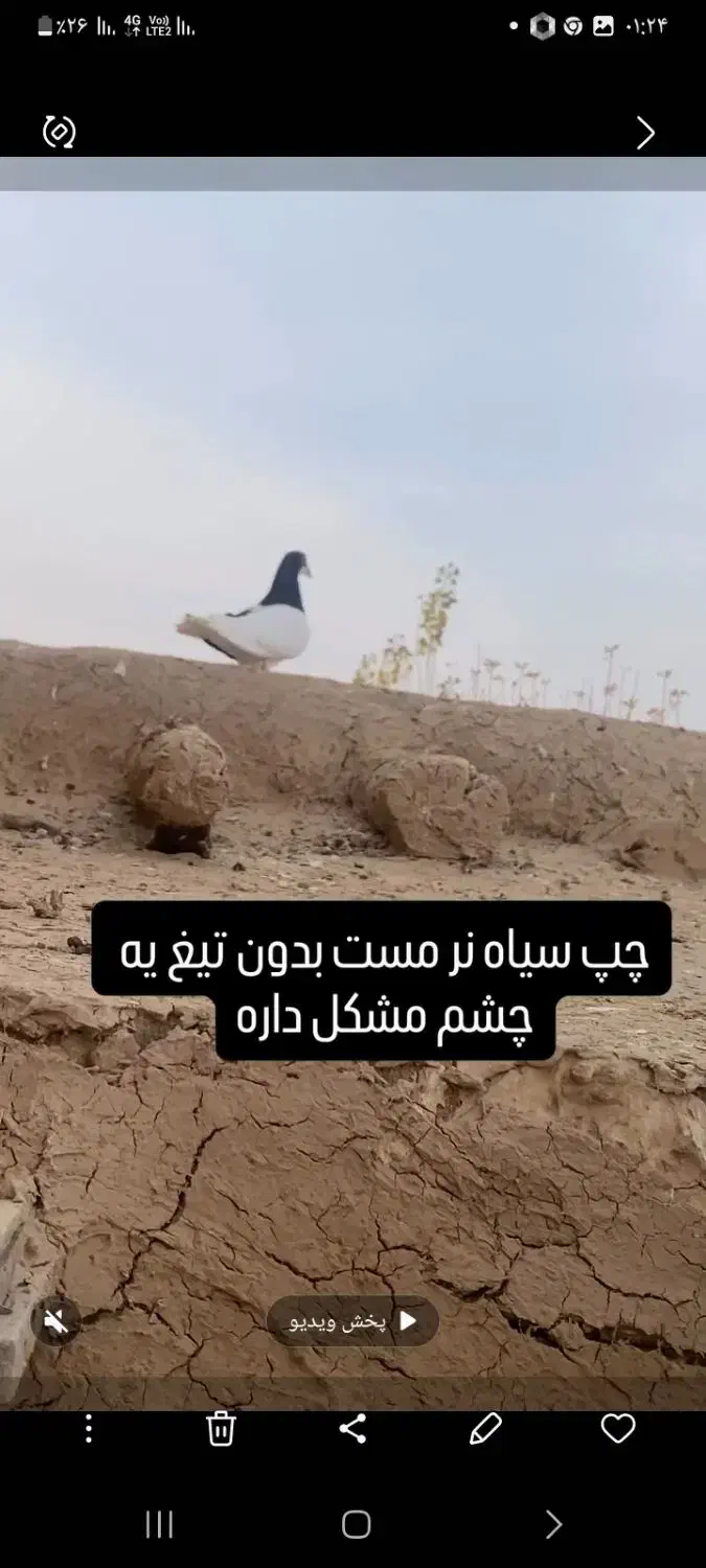 کبوتر پرنده چپ سیاه|پرنده|دشتابی, |دیوار