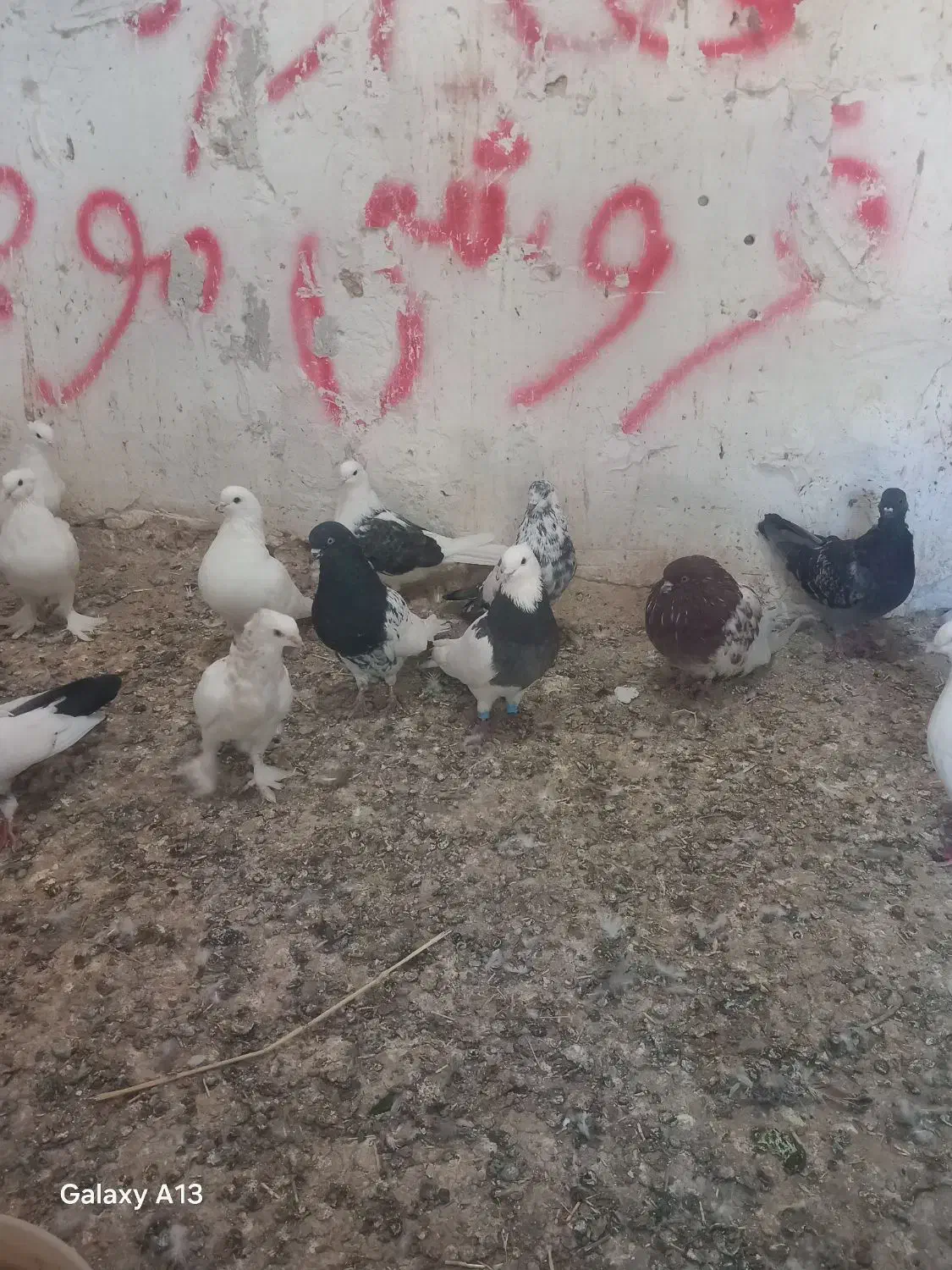 کبوتر رنگی زینتی|پرنده|میانه, |دیوار