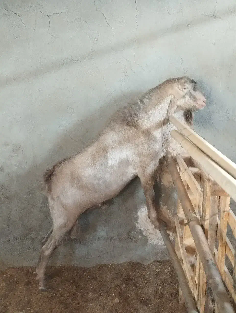 چپیش|حیوانات مزرعه|یزد, |دیوار