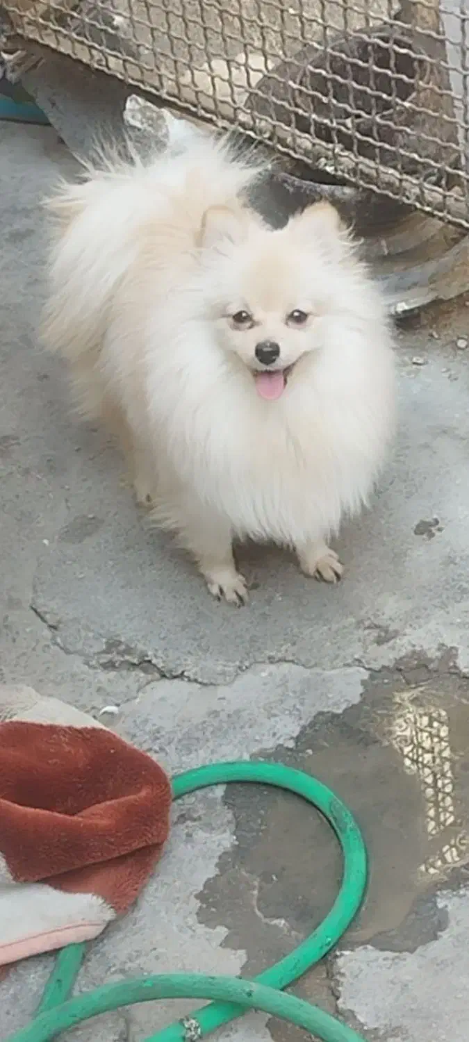 سگ پامر ماده|سگ|بندرعباس, |دیوار