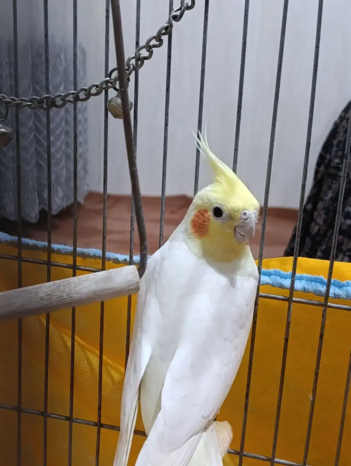 نروماده عروس هلندی|پرنده|مبارکه, |دیوار