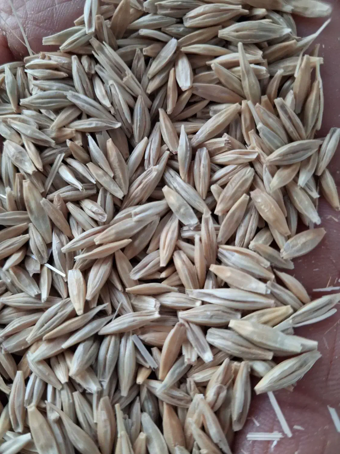 جو دیمی|عمده‌فروشی|فیروزآباد (لرستان), |دیوار