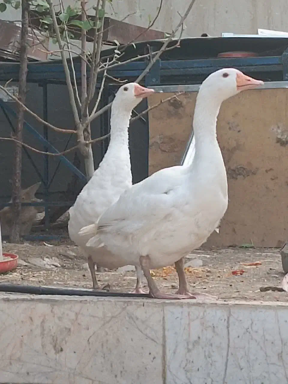 قو غاز|حیوانات مزرعه|گلبهار, شهر جدید گلبهار|دیوار