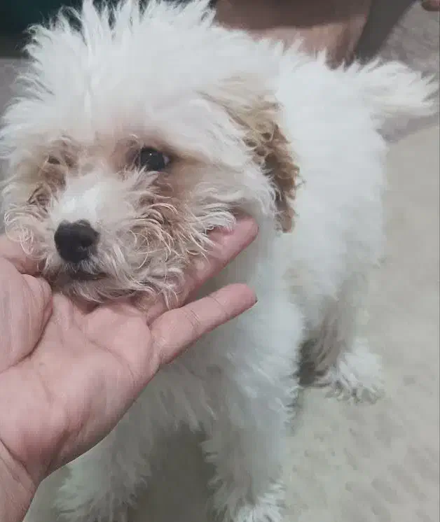 سگ خانگی|سگ|مشکین‌دشت, |دیوار