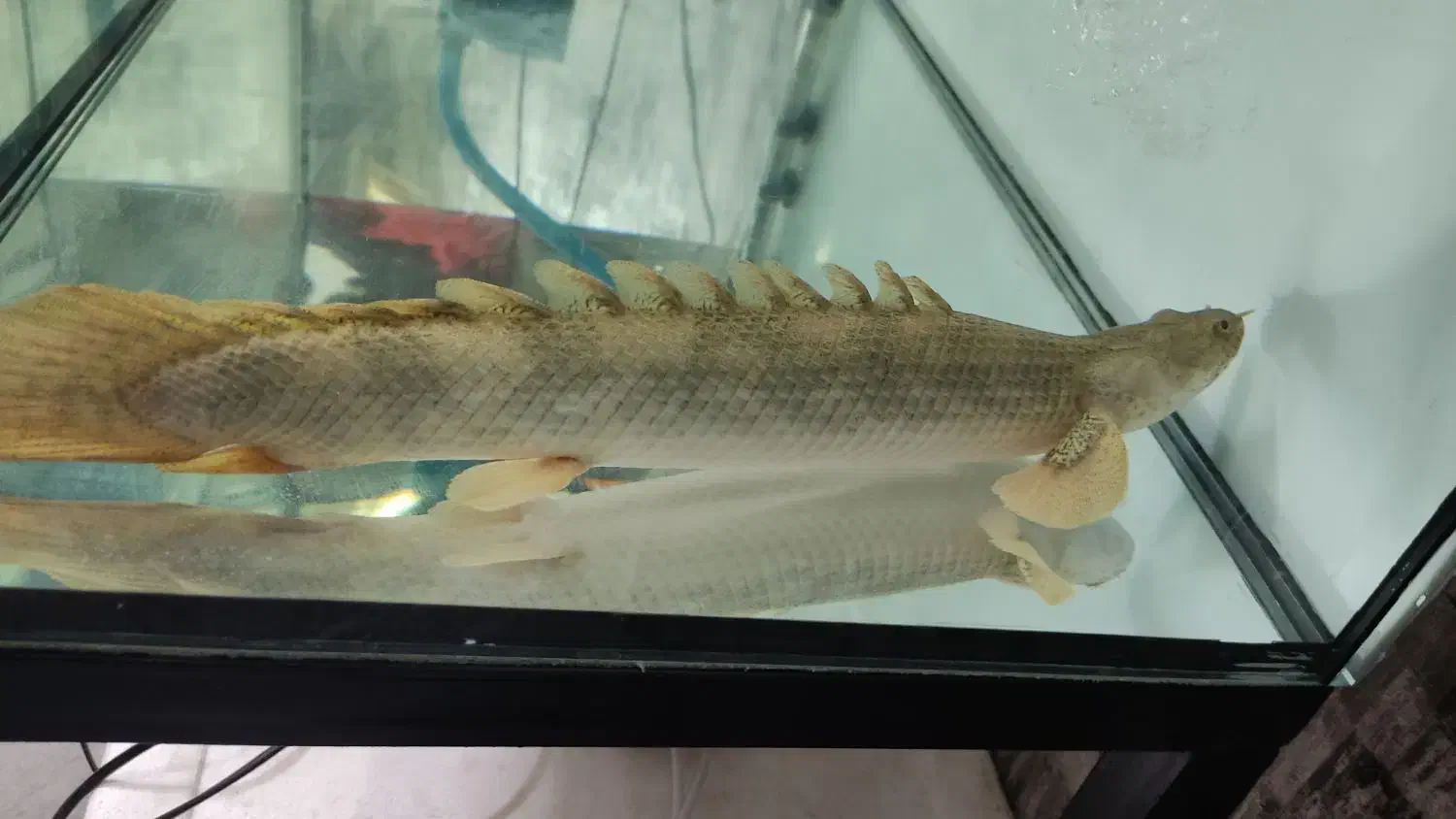 پولی انسرگی 40+ سانت|ماهی|یزد, |دیوار