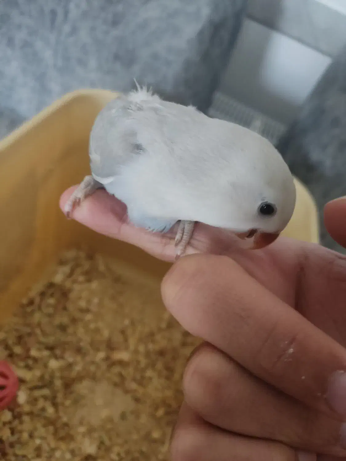 جوجه طوطی کوتوله سرلاکی|پرنده|زرند, |دیوار