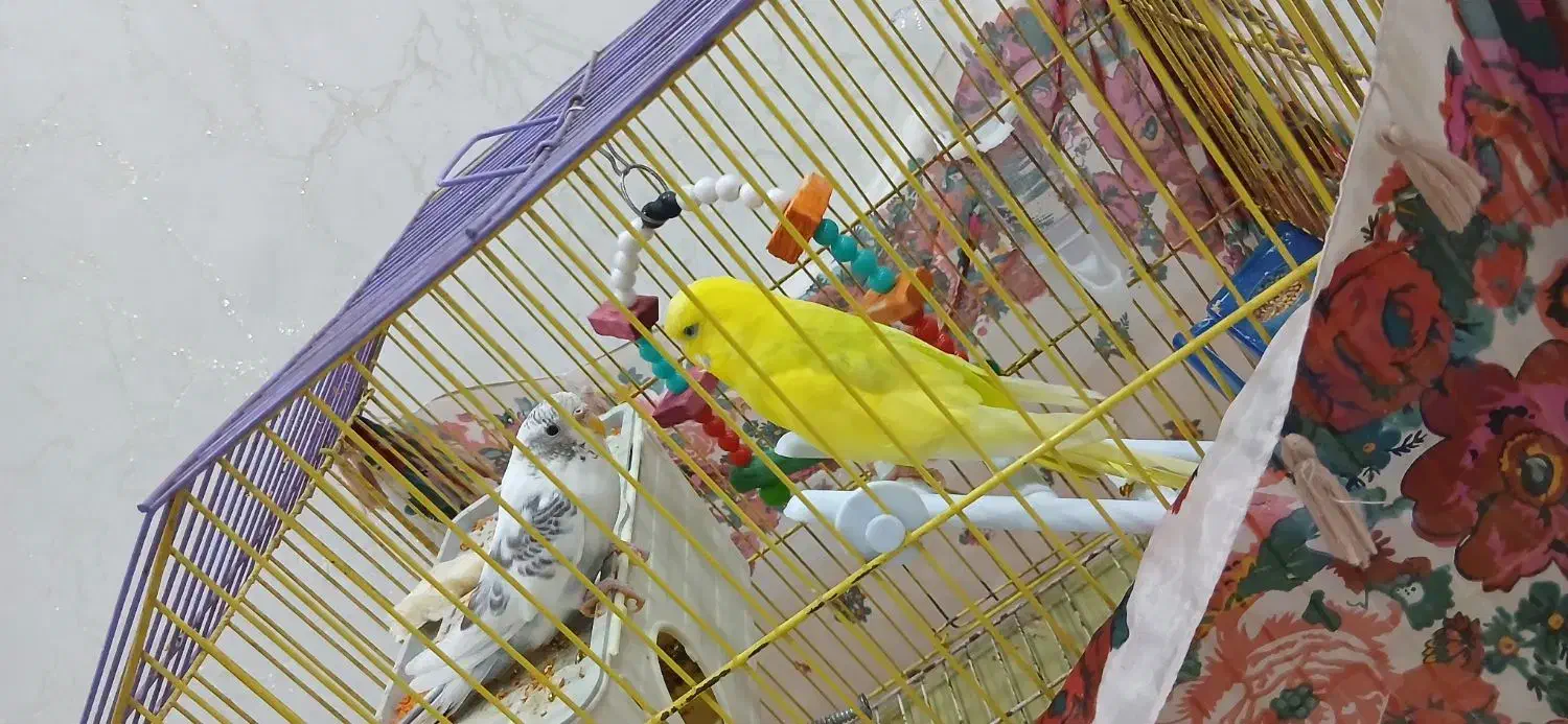 مرغ عشق|پرنده|سنندج, |دیوار