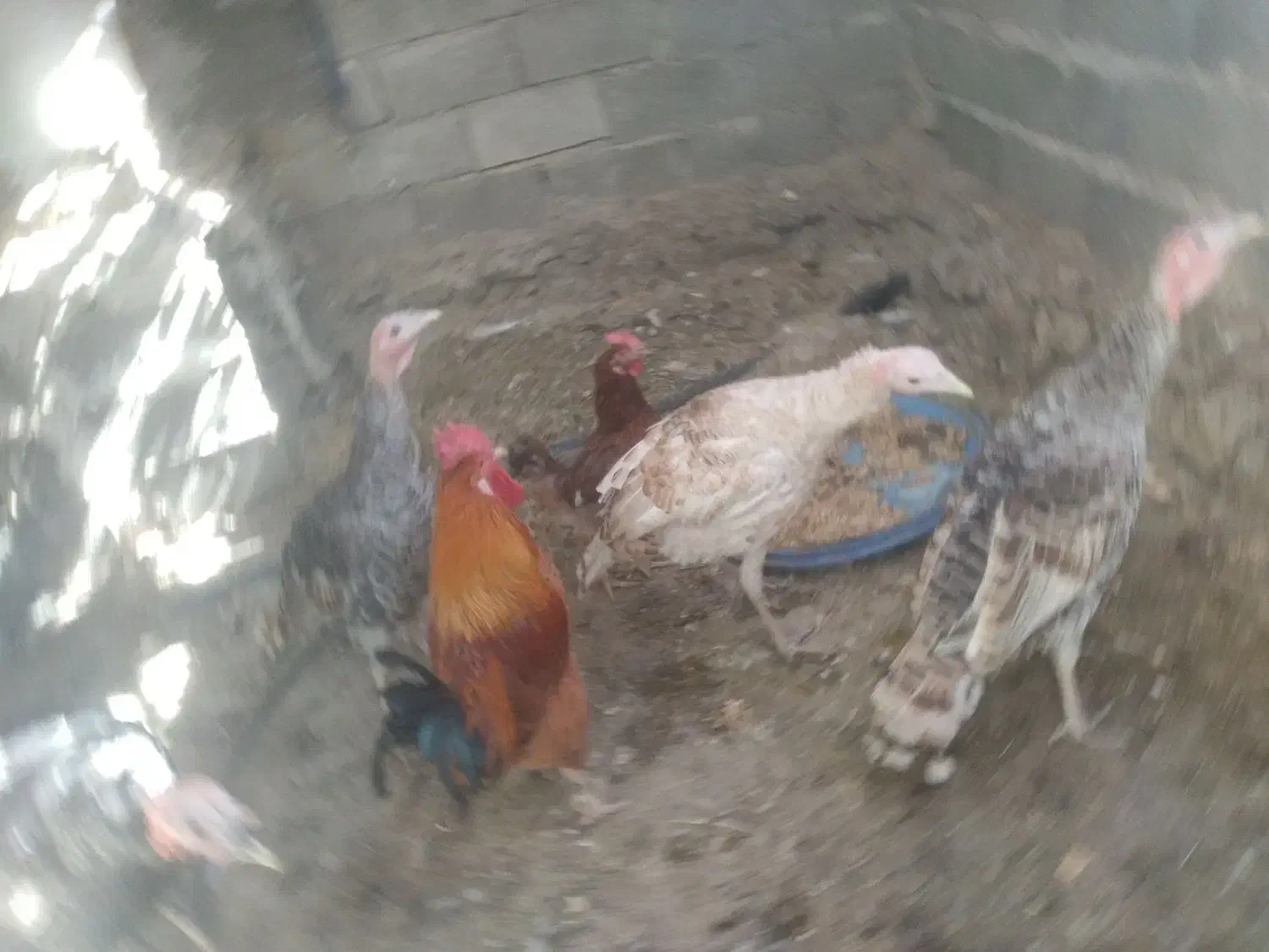 بوقله|حیوانات مزرعه|بوستان, |دیوار