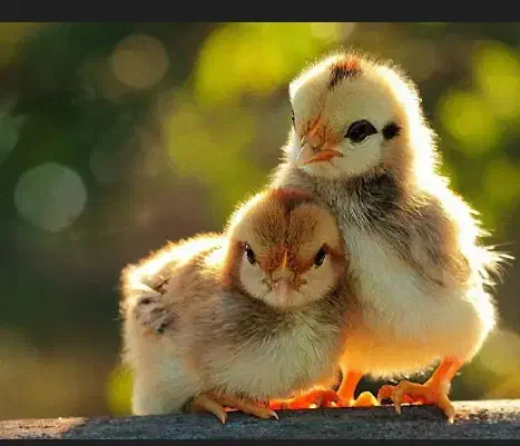 واگذاری رایگان خرگوش همستر خوکچه هندی پرندگان|موش و خرگوش|قم, شاه سید علی|دیوار