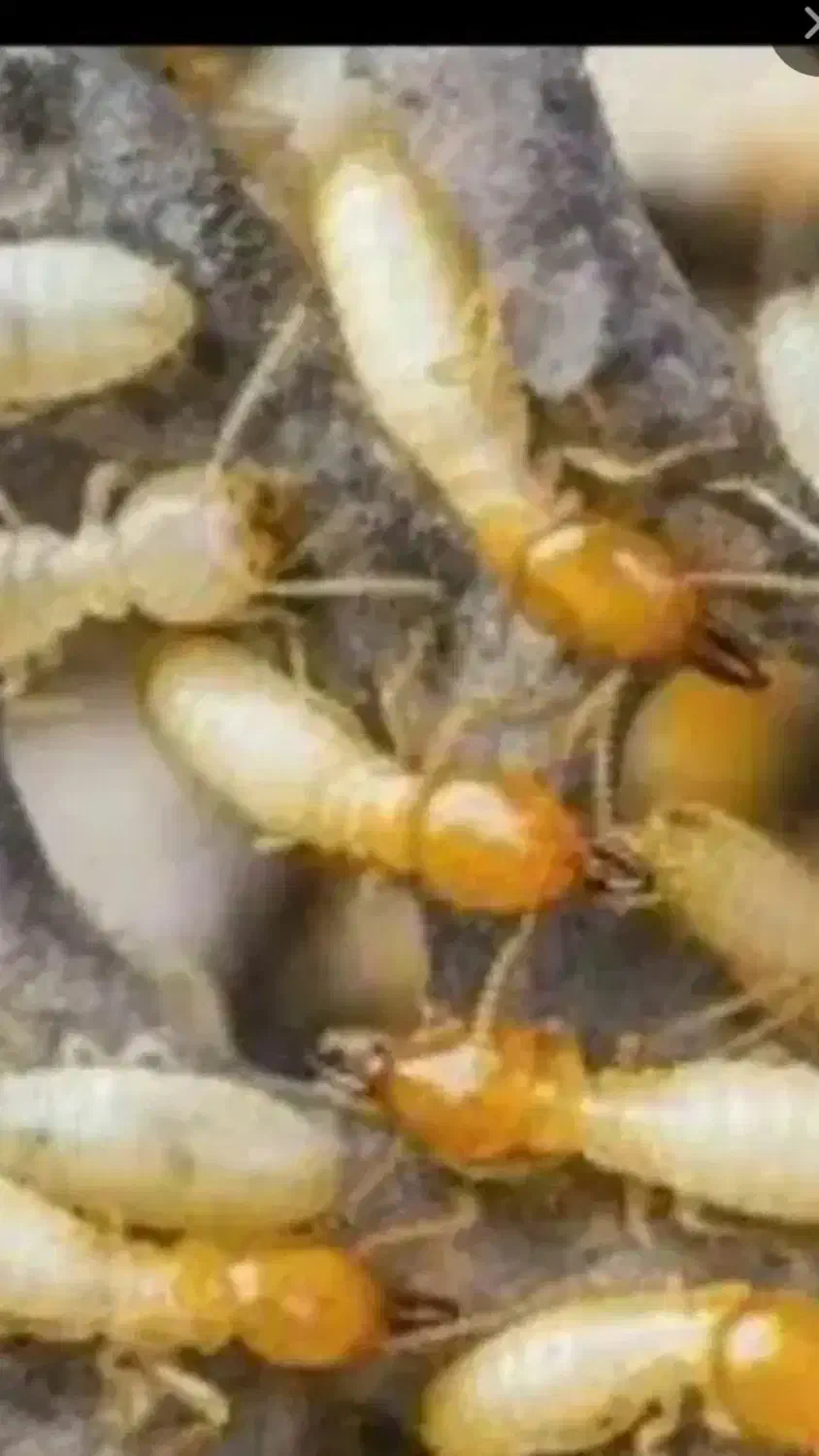 سمپاشی تضمینی|خدمات نظافت|ایلام, |دیوار