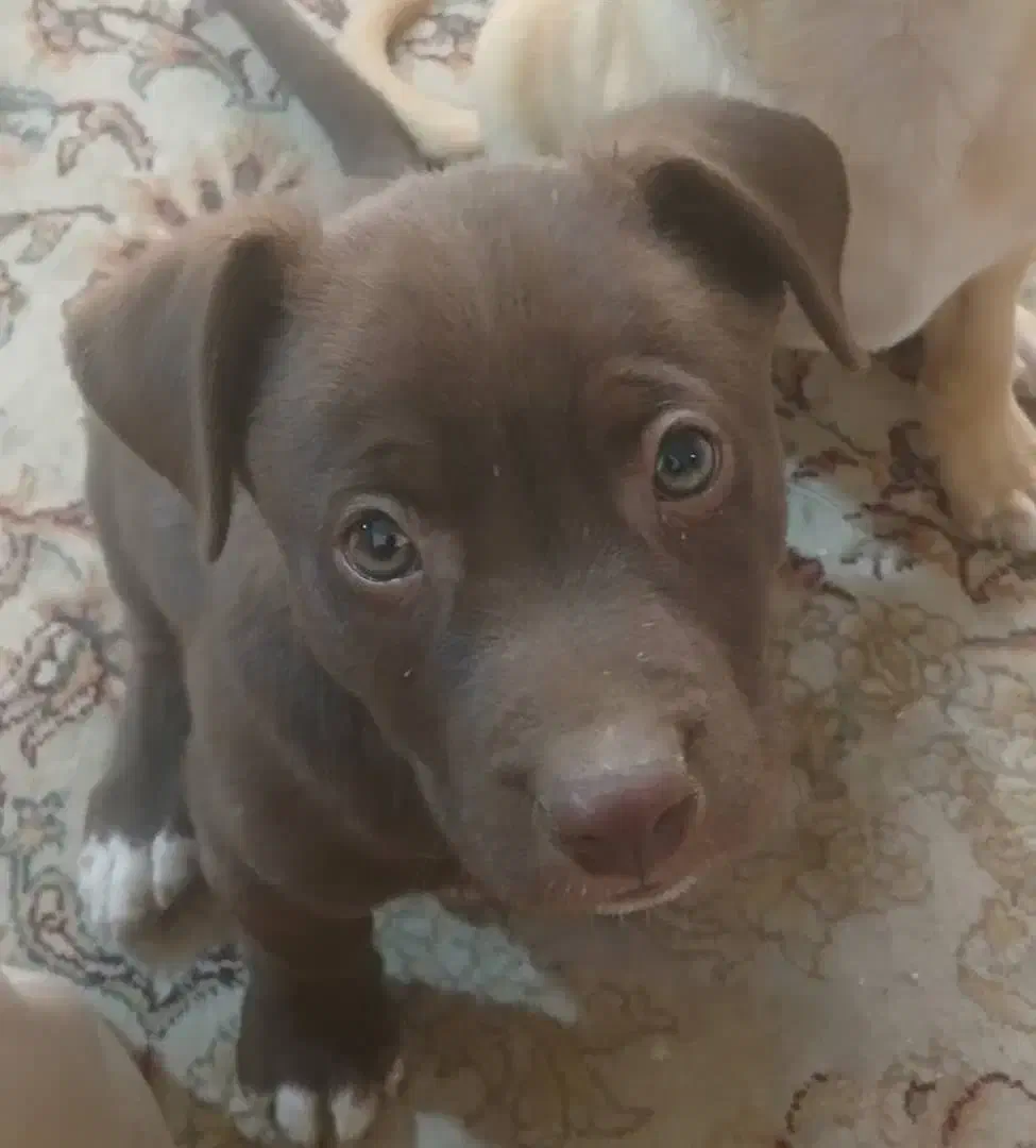 توله سگ|سگ|شهرضا, |دیوار