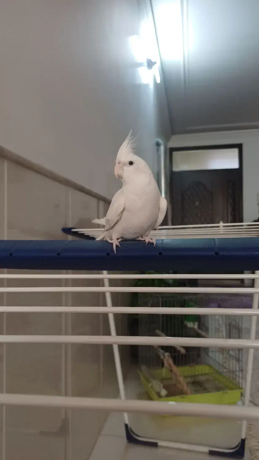 عروس هلندی البینو|پرنده|قم, شهرک امام حسن|دیوار