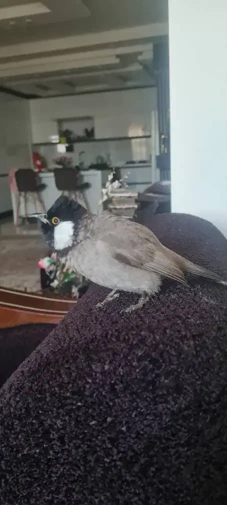 مژدگانی بلبل گمشده|حیوانات|کازرون, |دیوار