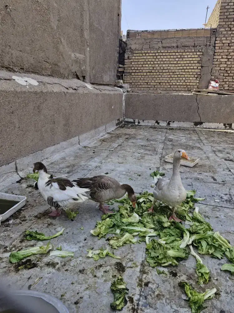 فروش غاز و اردک|حیوانات مزرعه|آبادان, |دیوار