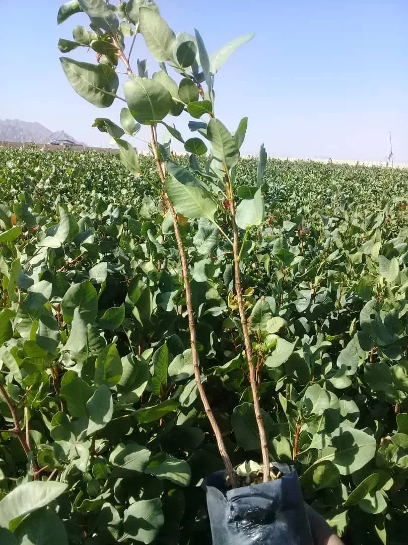 فروش نهال پسته پربازده|خدمات باغبانی و درختکاری|ماهدشت, |دیوار