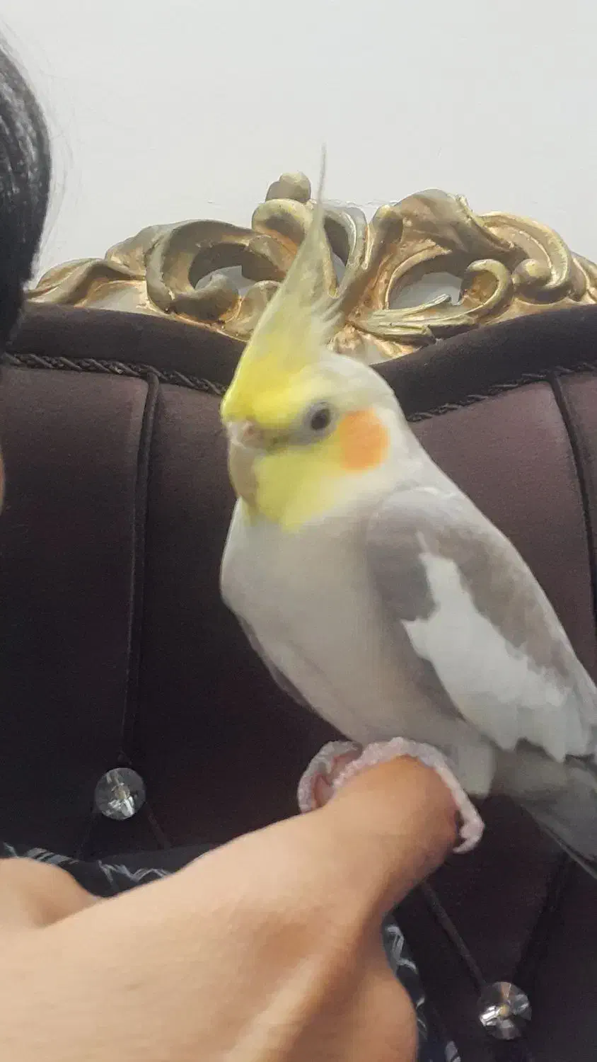 عروس هلندی|پرنده|لنگرود, |دیوار