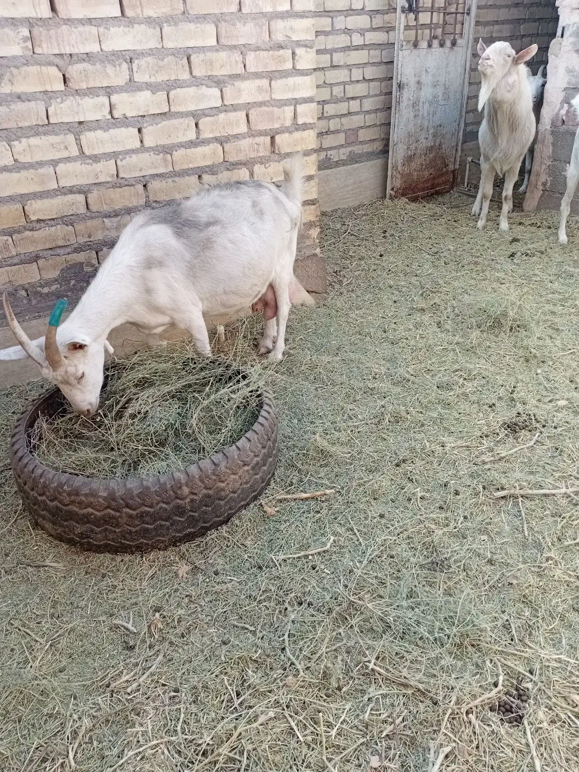 بزسانا|حیوانات مزرعه|رفسنجان, |دیوار