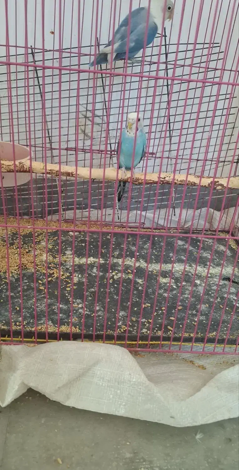 طوطی کتوله|پرنده|جیرفت, |دیوار