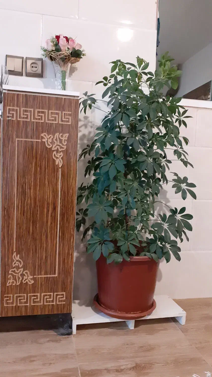 گل شفلرا|گل و گیاه طبیعی|کرمانشاه, |دیوار