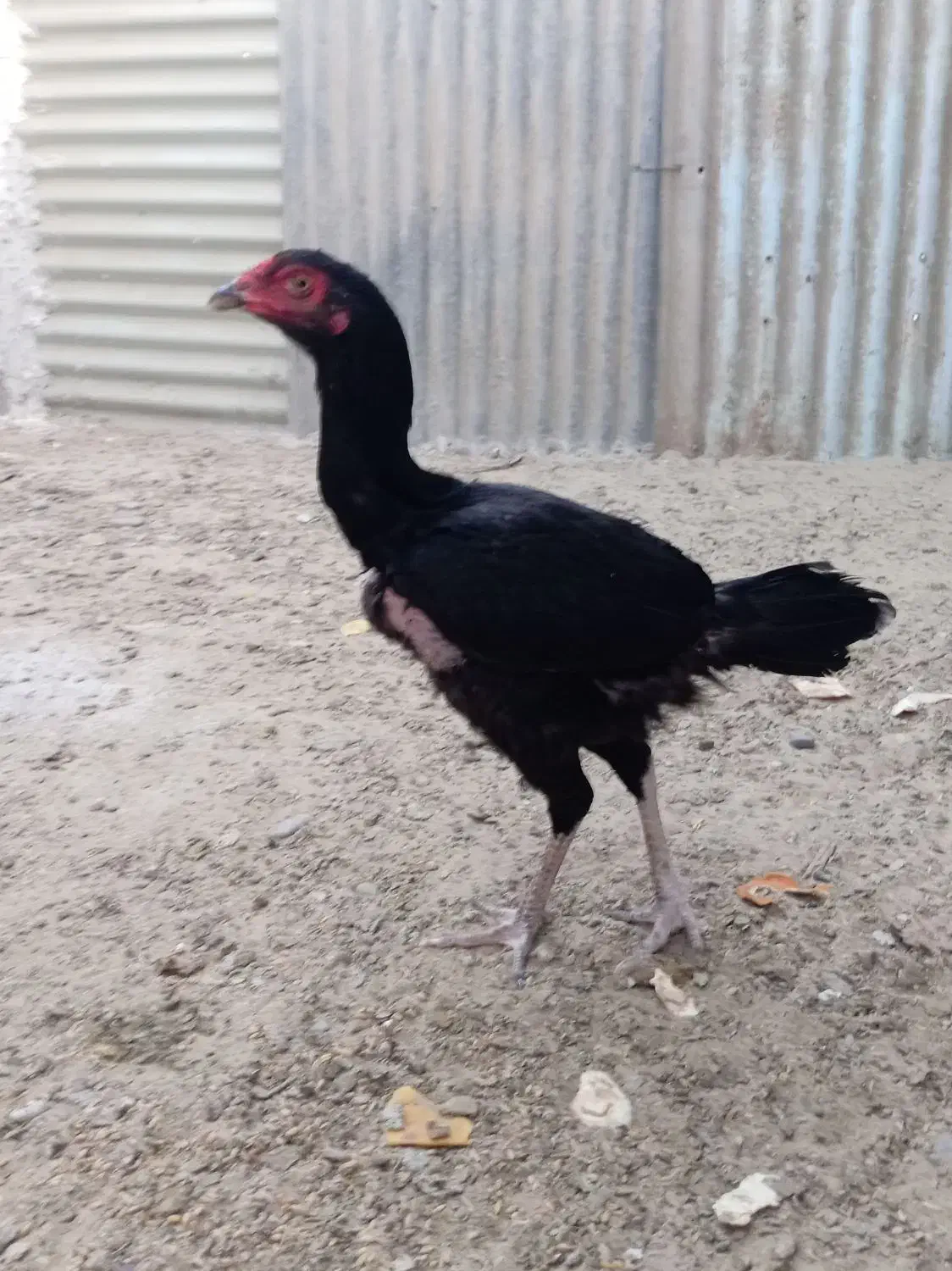 دوتا مرغ نصل خوب|حیوانات مزرعه|کنارک, |دیوار