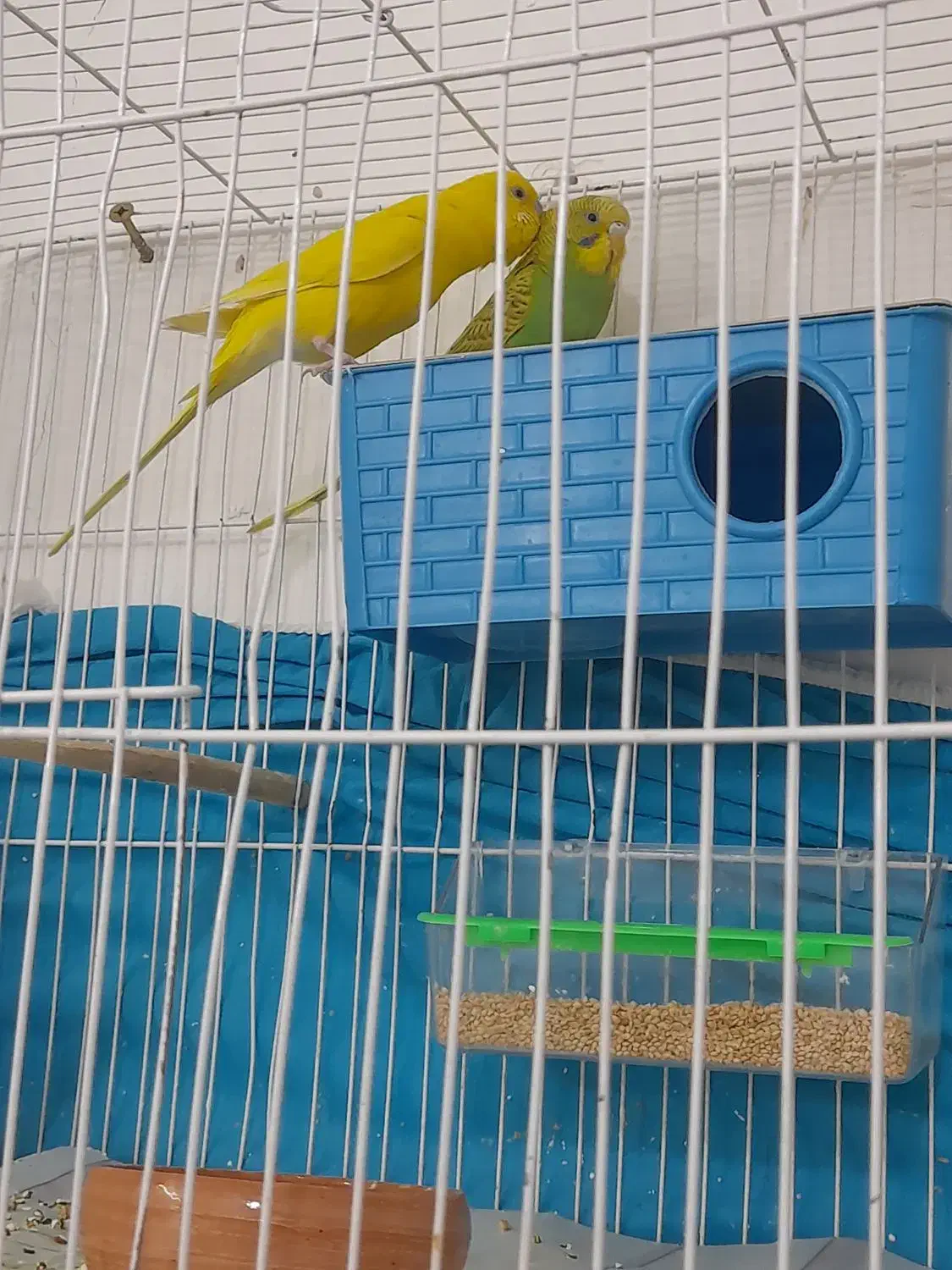 مرغ عشق|پرنده|مشهد, موعود|دیوار