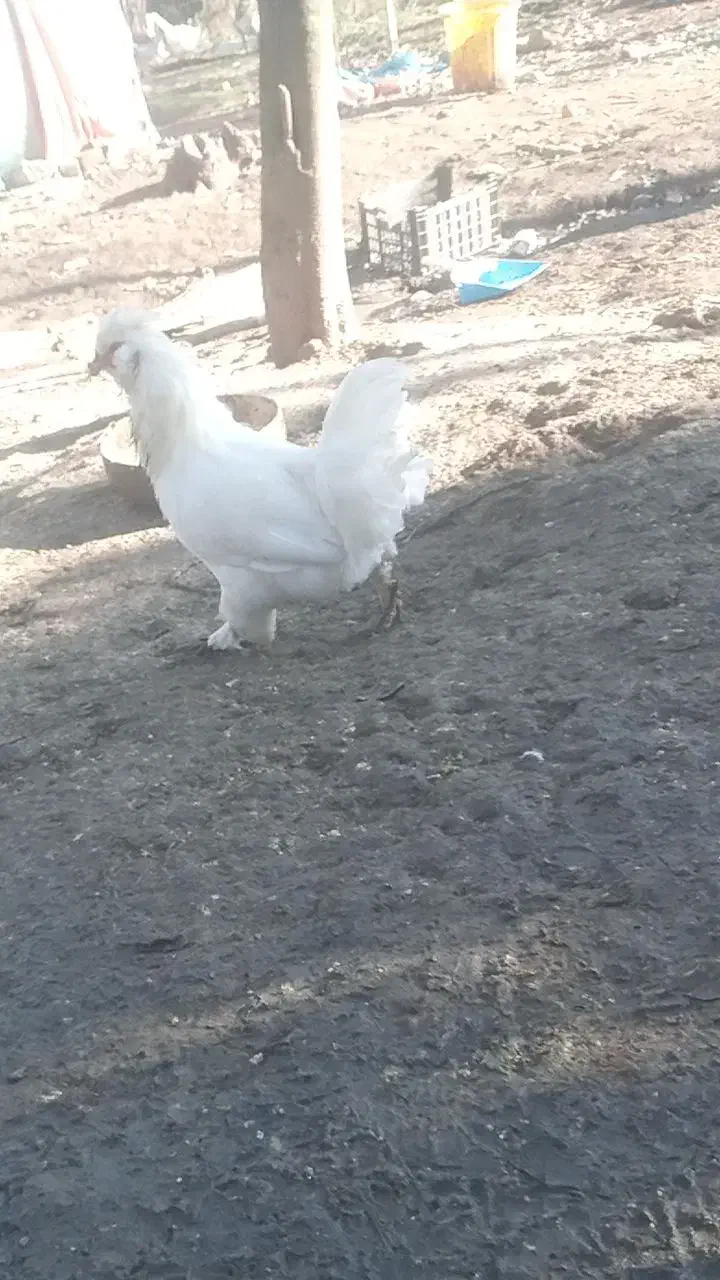 مرغ همچی تموم|حیوانات مزرعه|احمدسرگوراب, |دیوار