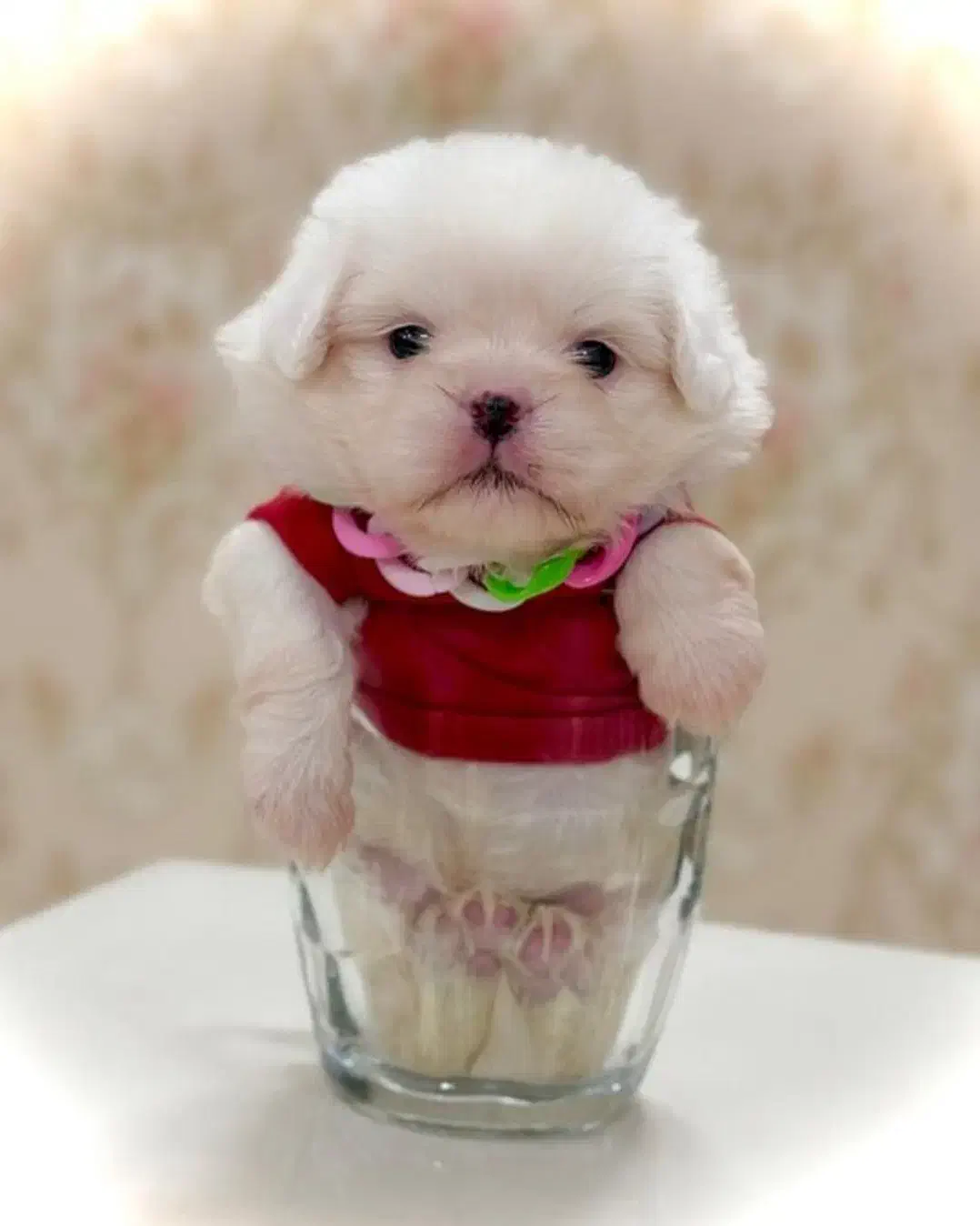 توله سگ پشمالو شیتزو مالتیز عروسکی سایز تیکاپ|سگ|مشهد, مصلی (کارمندان اول)|دیوار