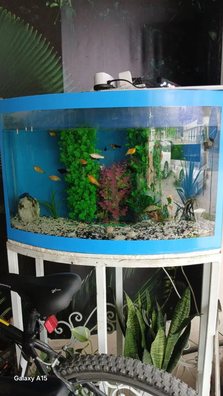 آکواریوم بزرگ|ماهی|گرگان, |دیوار