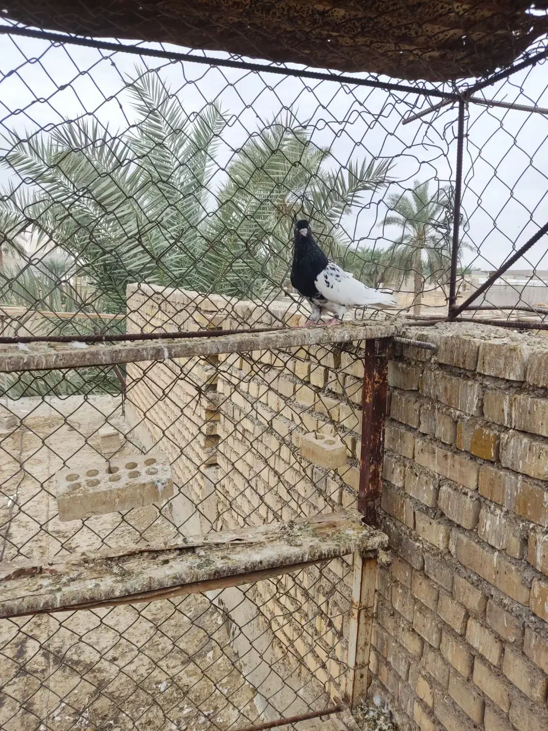 فروش|پرنده|باوی, |دیوار